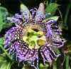 Passiflora-ligularis.jpg